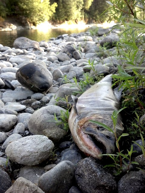 The carcass of a Chinook salmon, an apparent victim of high water temperature, is shown on the bank of the Clackamas River in Oregon. Oregon wildlife officials are restricting fishing on most of the state’s rivers in an unprecedented effort to aid fish populations dying off from high water temperatures as the state suffers ongoing drought conditions. (Reuters/Rick Swart/Oregon Department of Fish and Wildlife)